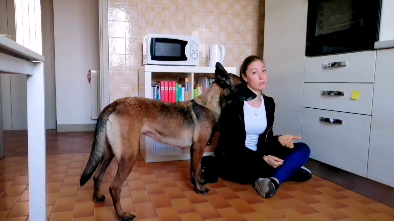 Come insegnare al tuo cane a  chiudere un cassetto  #tricks #dog #chiudereuncassetto