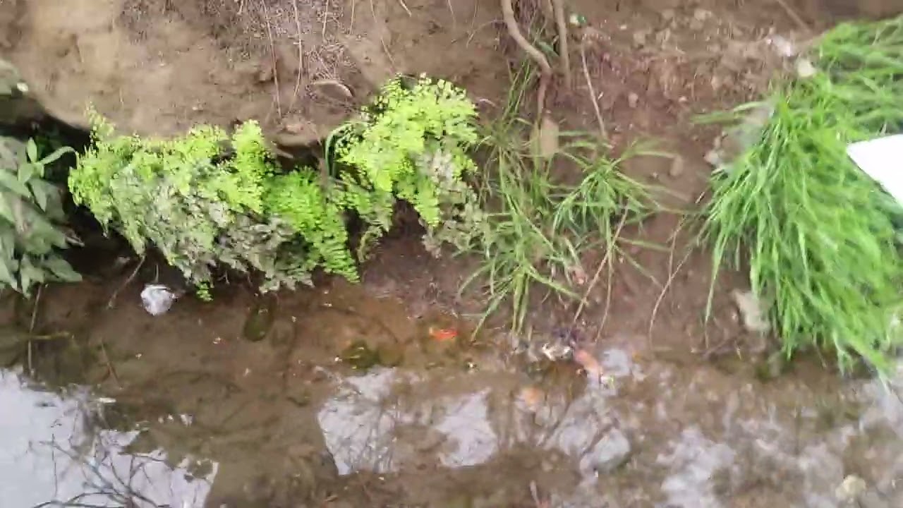 Increible  !!  ..Encontre peces y hasta rana   en  calle del cononorte de Lima .