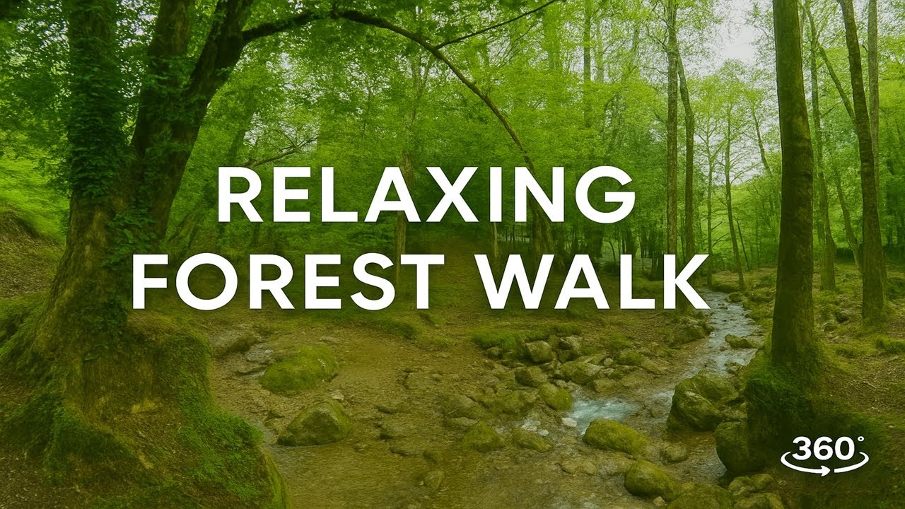 360° Relaxing Forest Walk | Deep Focus, Stress Relief & Nature Healing