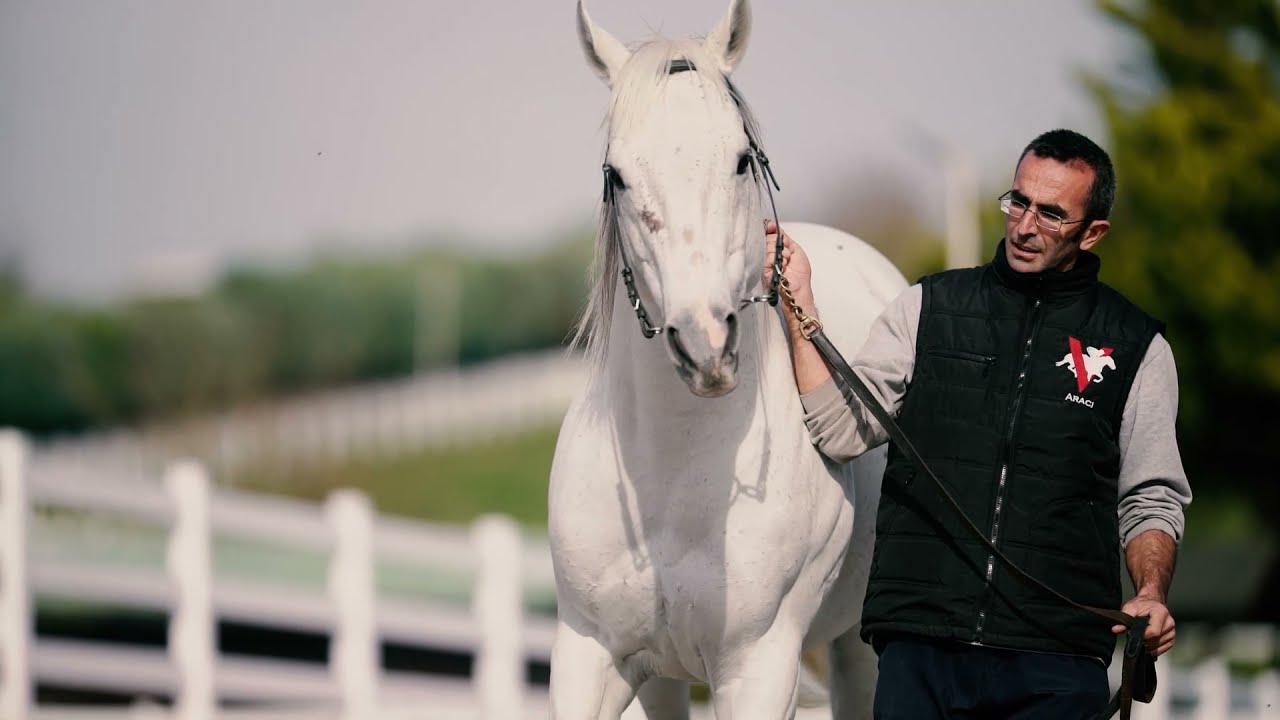 Native Khan By Azamour #EffectiveNick Registered ® #Stallion | #Aygır by PedigreeAll.com