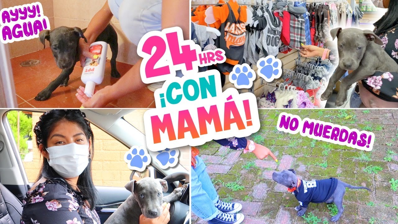24 HORAS con MI MASCOTA🐕‍🦺🐾¡YA TIENE NOMBRE! 🥰 NOS VAMOS DE COMPRAS🛍 | MAMÁ HUMANA MERLIN
