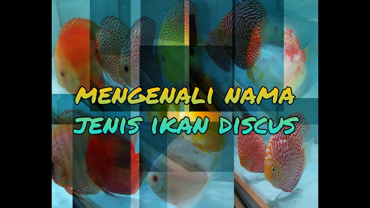 Mengenal nama dan jenis varian ikan discus