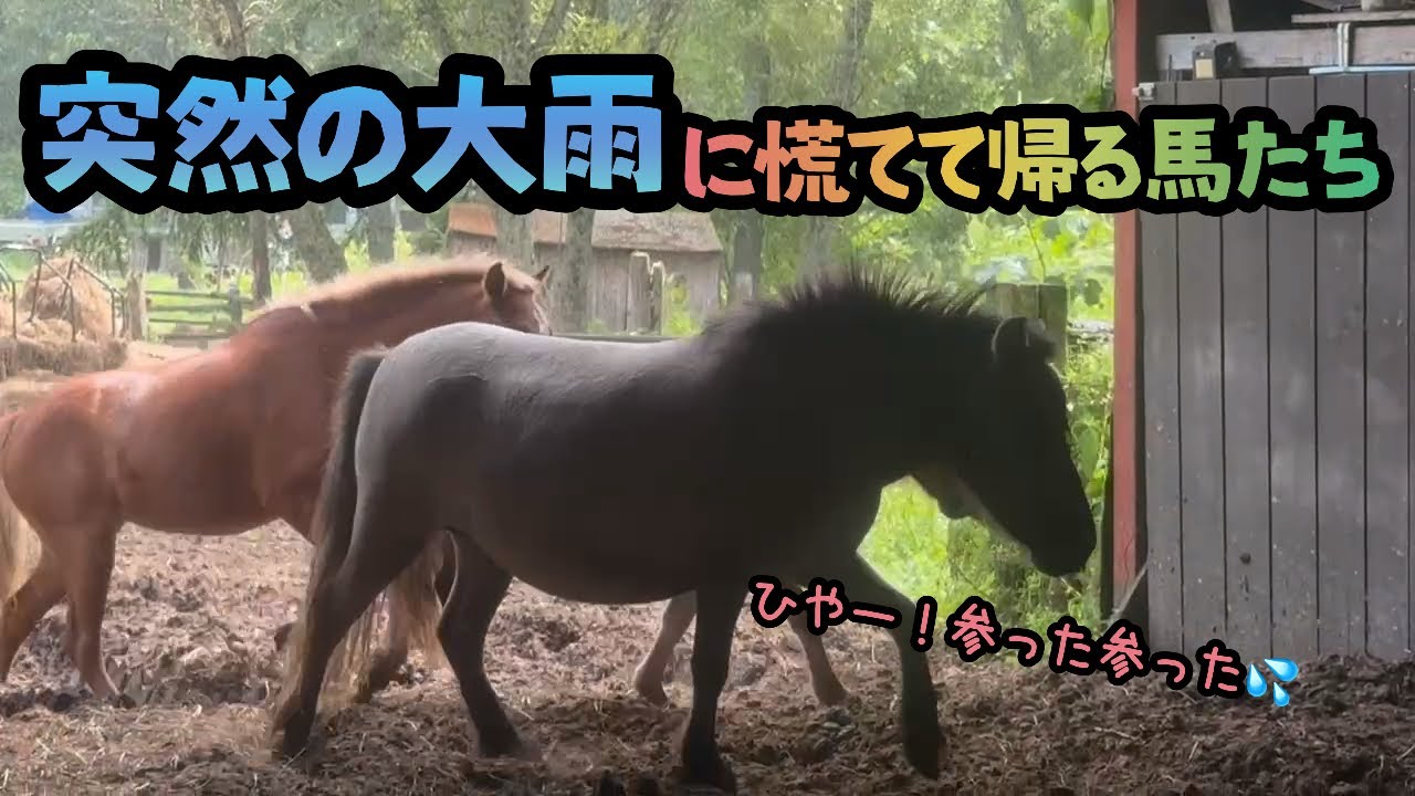 【馬の赤ちゃん】突然の大雨に慌てて帰る馬たち