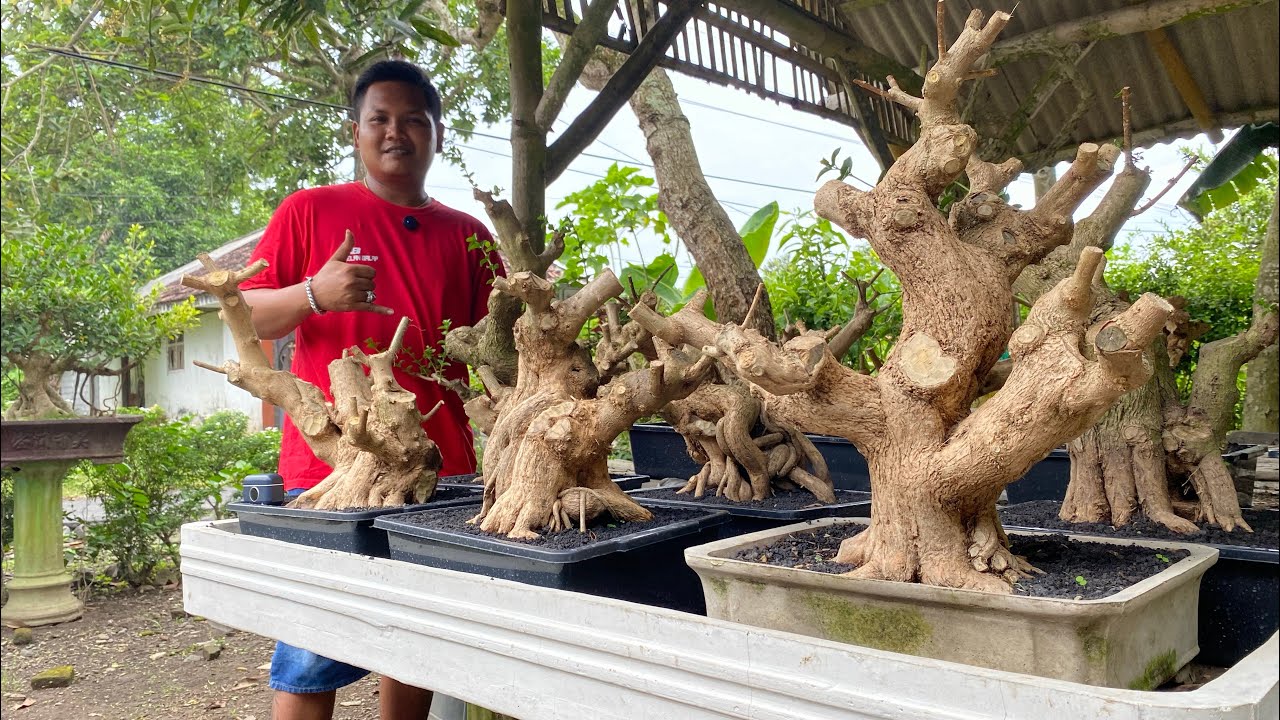 SORE” REVIUW SANCANG JUMBO NOTA BERSAHABAT MINAT WA085150612663
