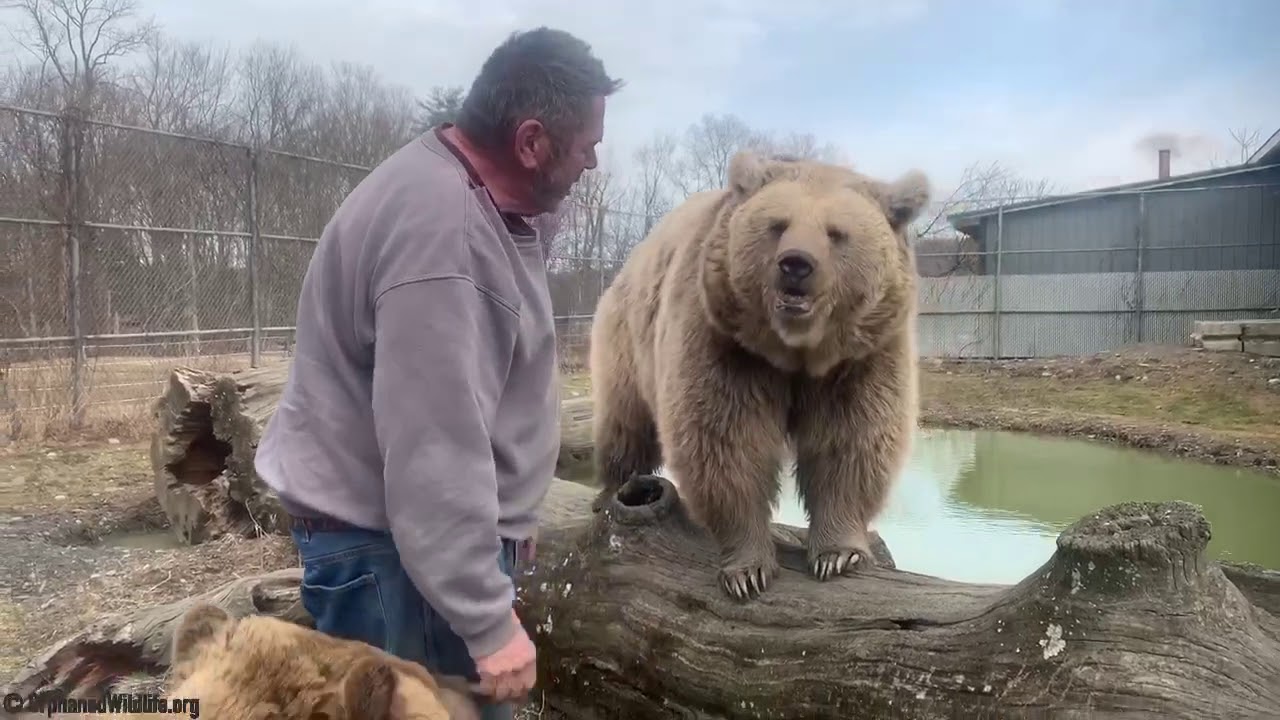 Sniffing Jim over to make sure he hasn’t been with other bears.