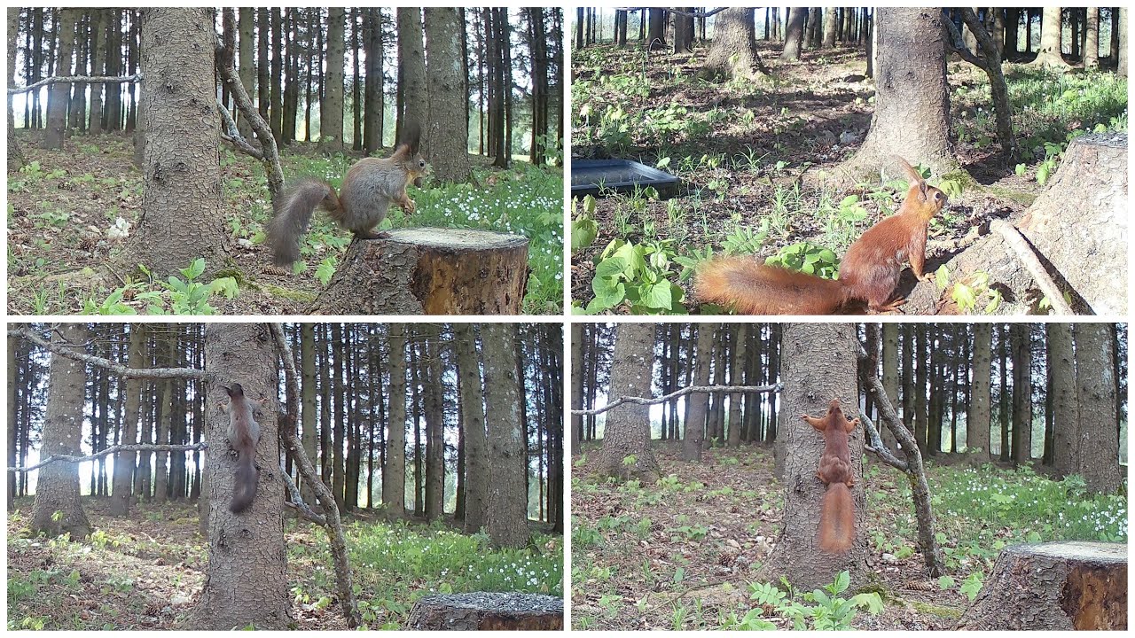 Video for squirrel fans 🐿️