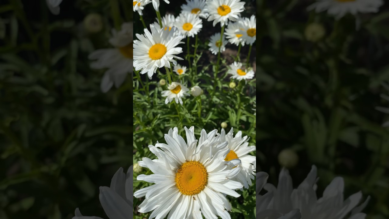 Нежные ромашки радуют🫶 #красотавокруг #цветы #лето #природа_россии #садоводство #огород #ромашки