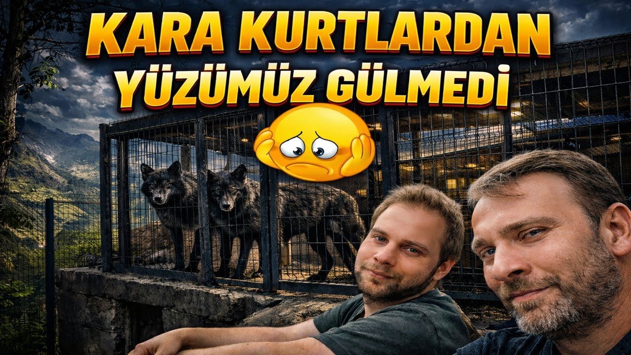 Yeni gelen siyah kurt, çiftliğin düzenini alt üst mü edecek?