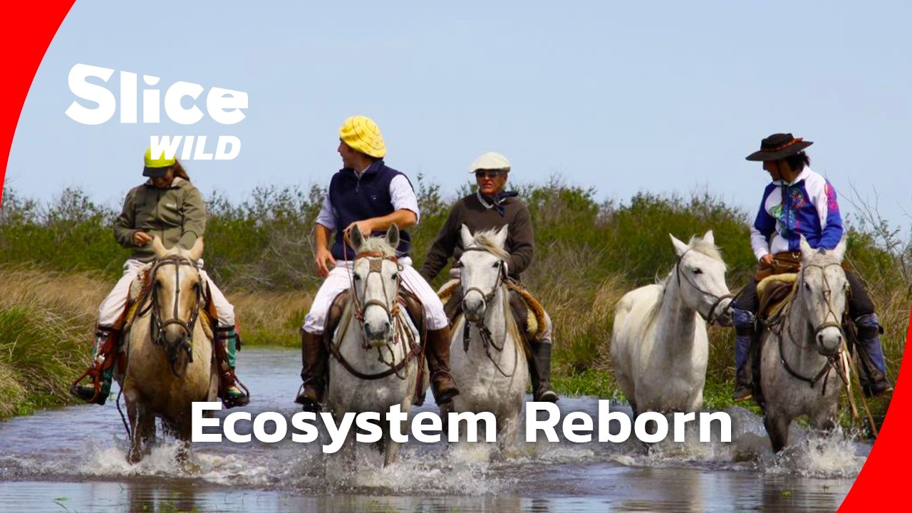Restoring a Lost Ecosystem in the Heart of Argentina I FULL DOC | SLICE WILD