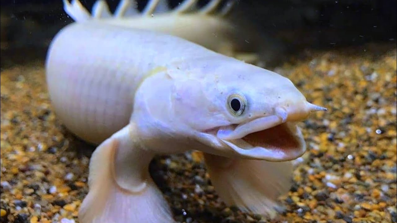 Cara Merawat Ikan Palmas(Ikan Naga) Agar Cepat Besar & Sehat Di Aquarium