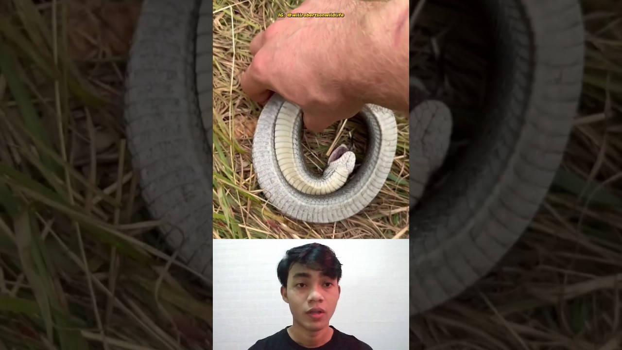 ular ini memiliki perlindungan diri yang unik #shorts #reaction #reactionvideo