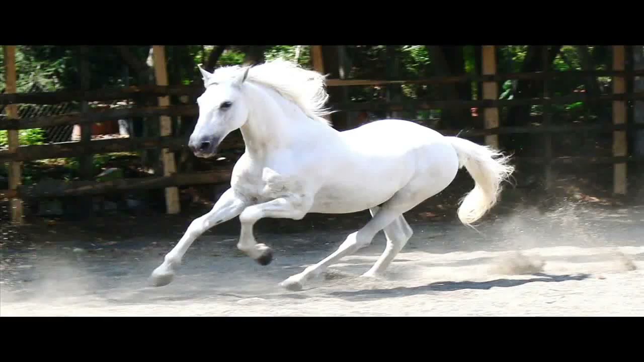 horse sounds vol 2