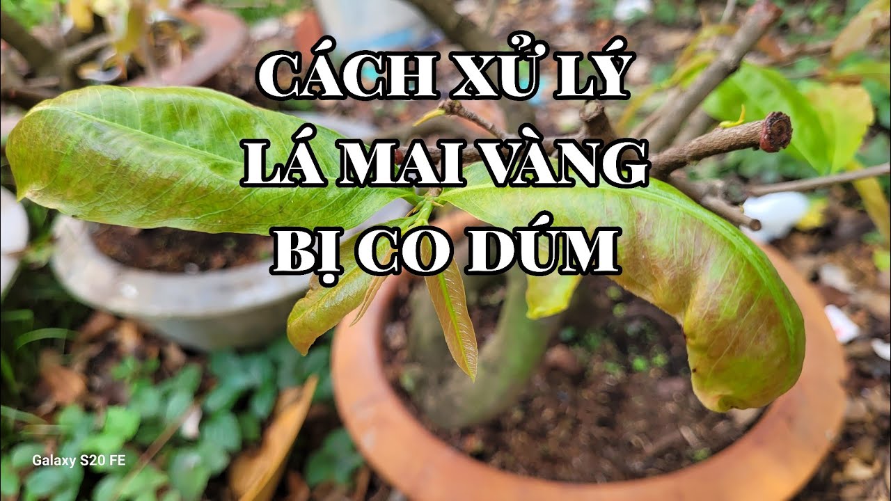 Cách xử lý hiện tượng lá mai vàng bị co dúm