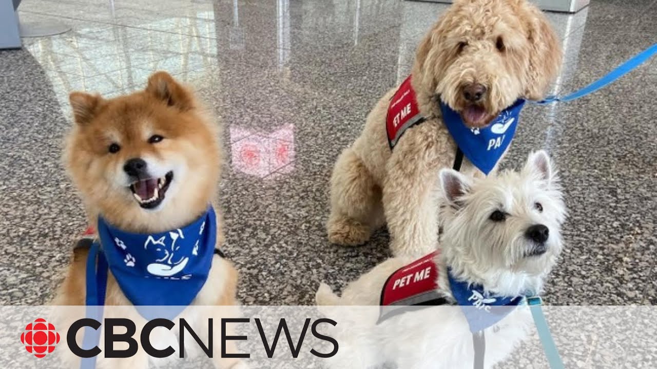 These dogs are reducing airport travel stress