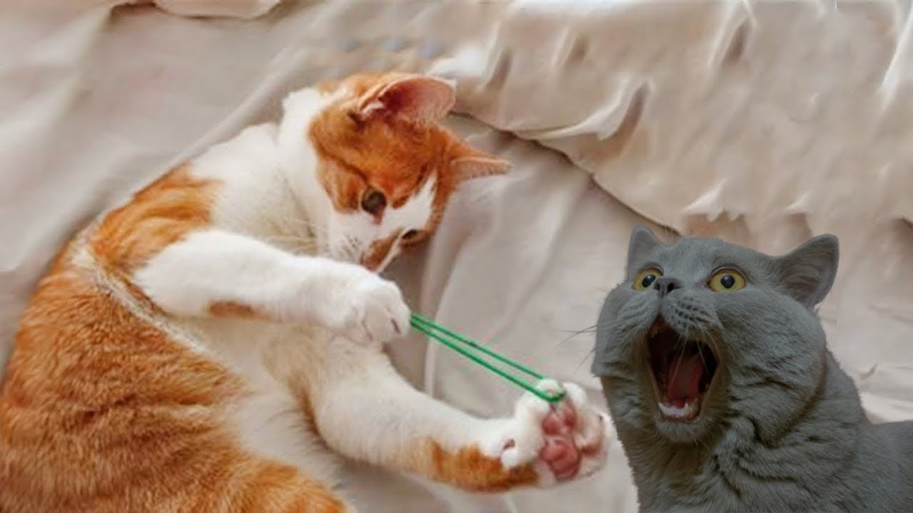 Try Not To Laugh Dogs And Cats 😁 - Best Funniest Animals Video 2025 😺🐶🤣🤣
