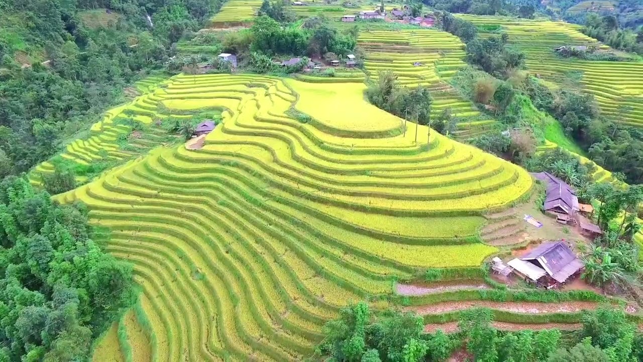 FREE VIDEO BACKGROUND PEMANDANGAN SAWAH by DRONE 4K