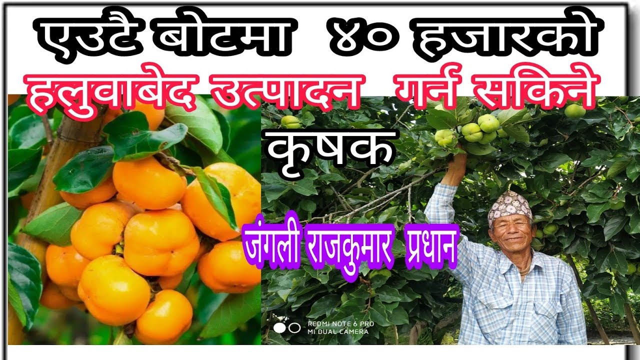 एउटै बोटमा ४० हजारको हलुवाबेद उत्पादन  गर्न सकिने बताउँदै ७६ बर्षका कृषक जंगली राजकुमार प्रधान#खेती