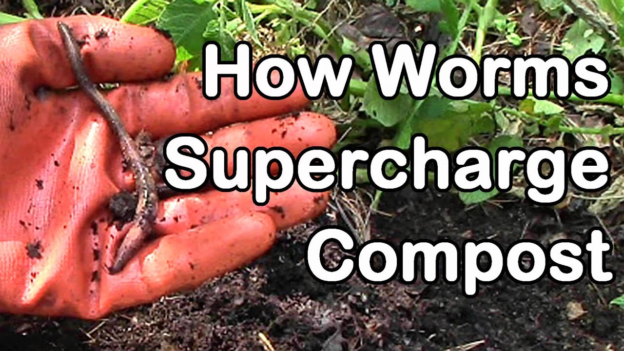 How Worms Supercharge Compost for Healthier Plants and Greater Yields