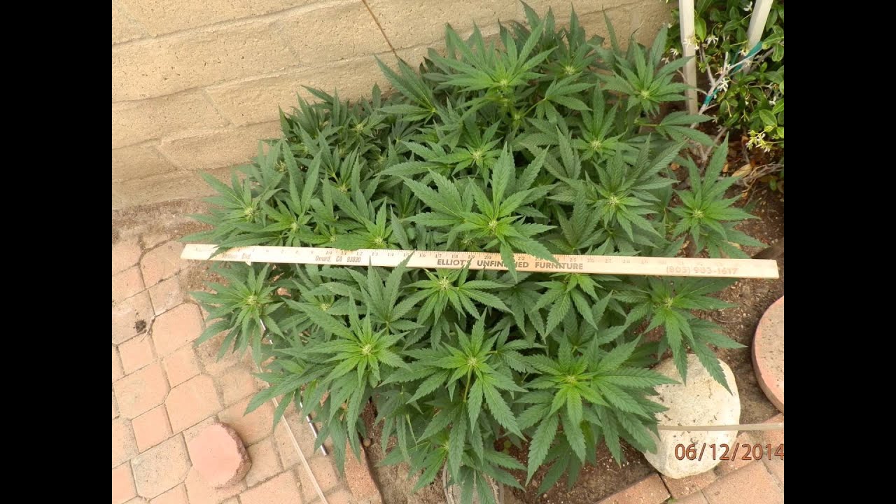 Fluxy Lady 420 plant manipulation