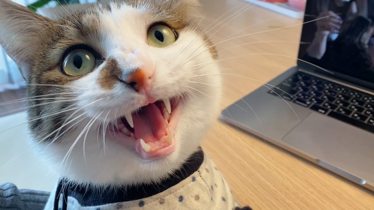 ZOOM会議に参加する猫【オンライン猫草パーティー】