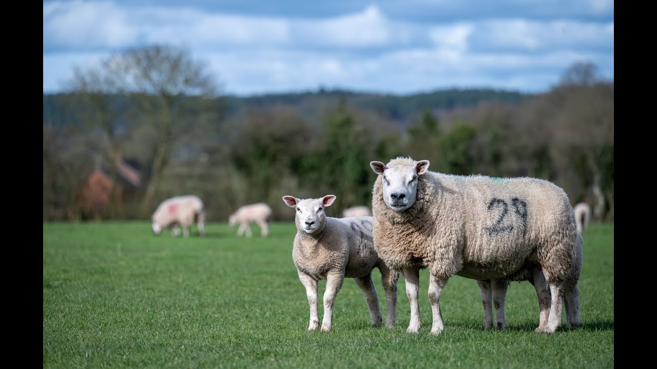 Best with beltex! Liam Swinnerton on beltex spring lambs