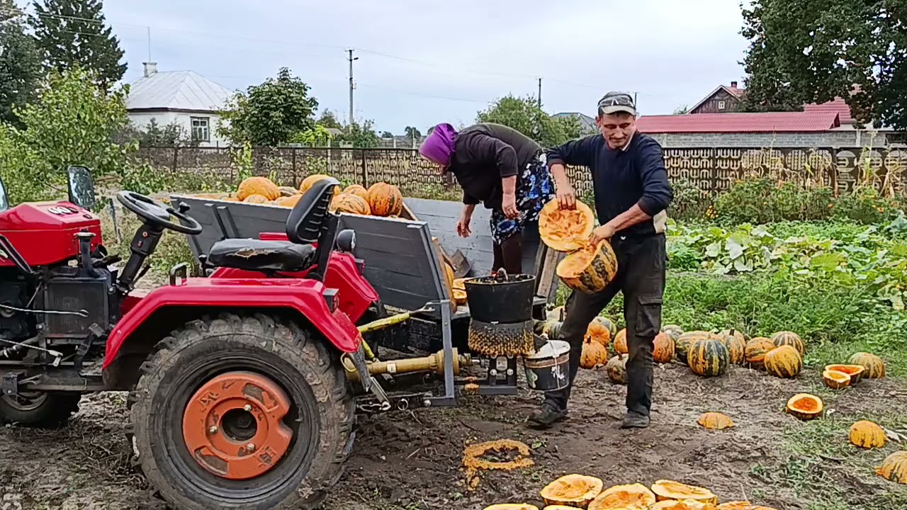Вишкрибатором   вибираю насіння 
