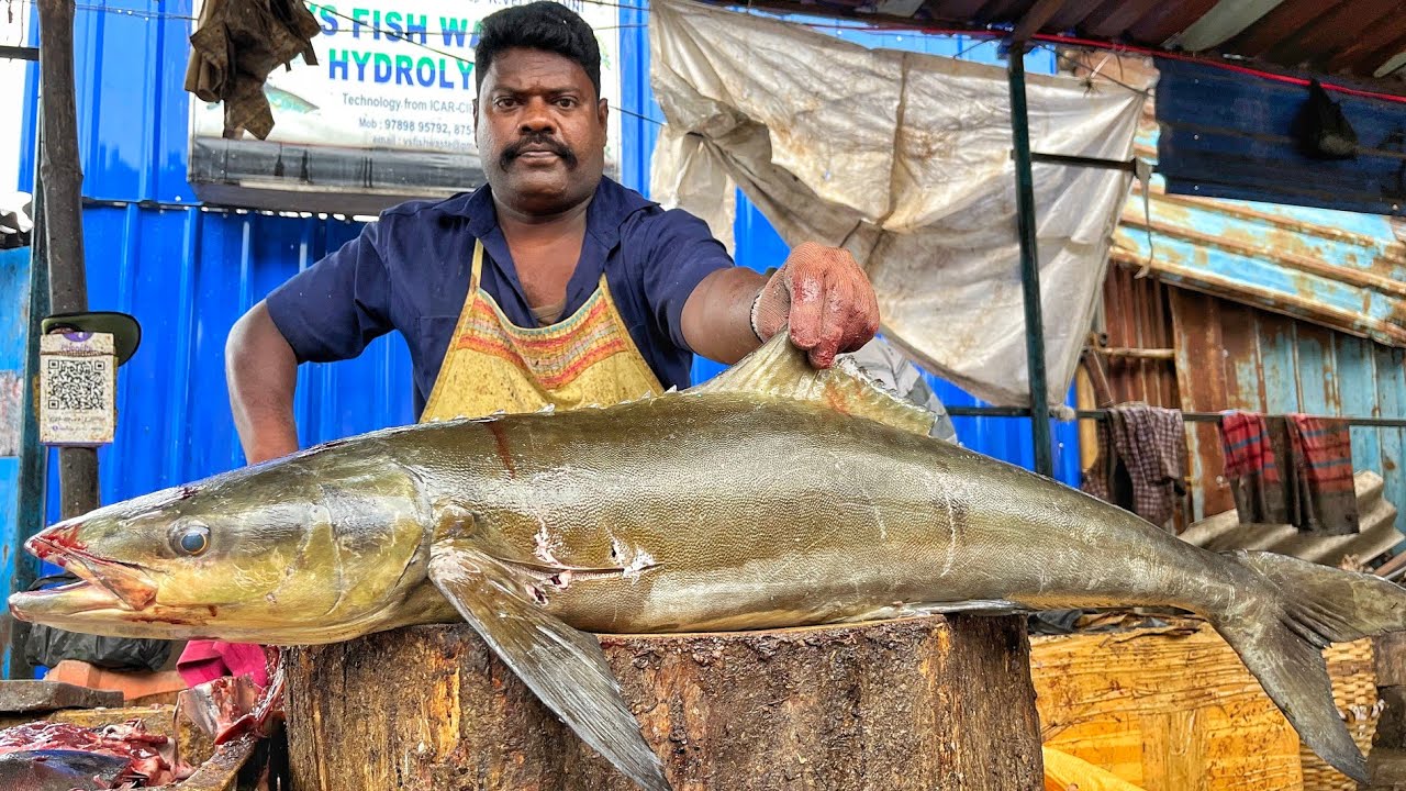 KASIMEDU SPEED SELVAM | BIG COBIA FISH CUTTING VIDEO | 4K VIDEO | CS FISH CUTTING