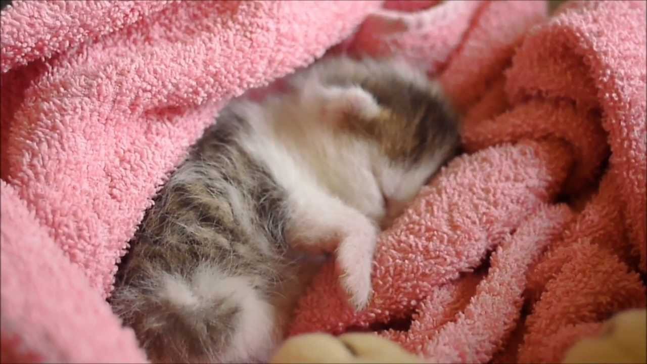 Abschied vom kleinen Kater Vivo