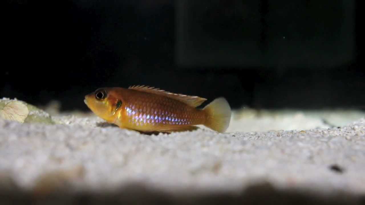 Ocellatus Gold - Tanganyika Cichlids-