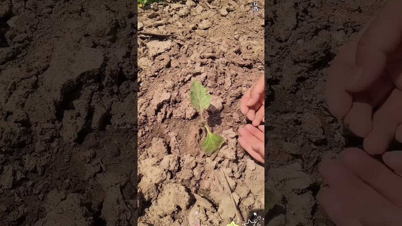 刚种的蔬菜叶片发黄还不长个，就用#蔬菜专用肥 浇一浇根粗苗壮产量高#纯天然绿色蔬菜 #种植小技巧 #在家种菜 #小菜园