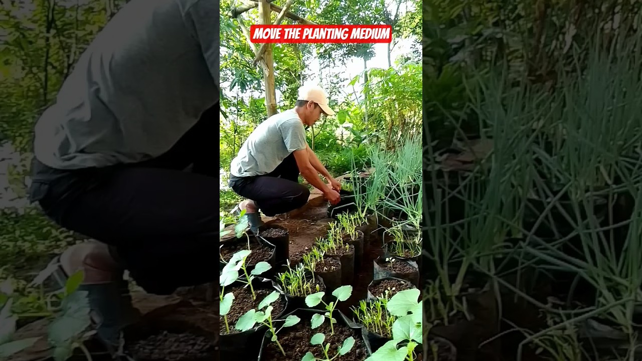 moving the planting media 