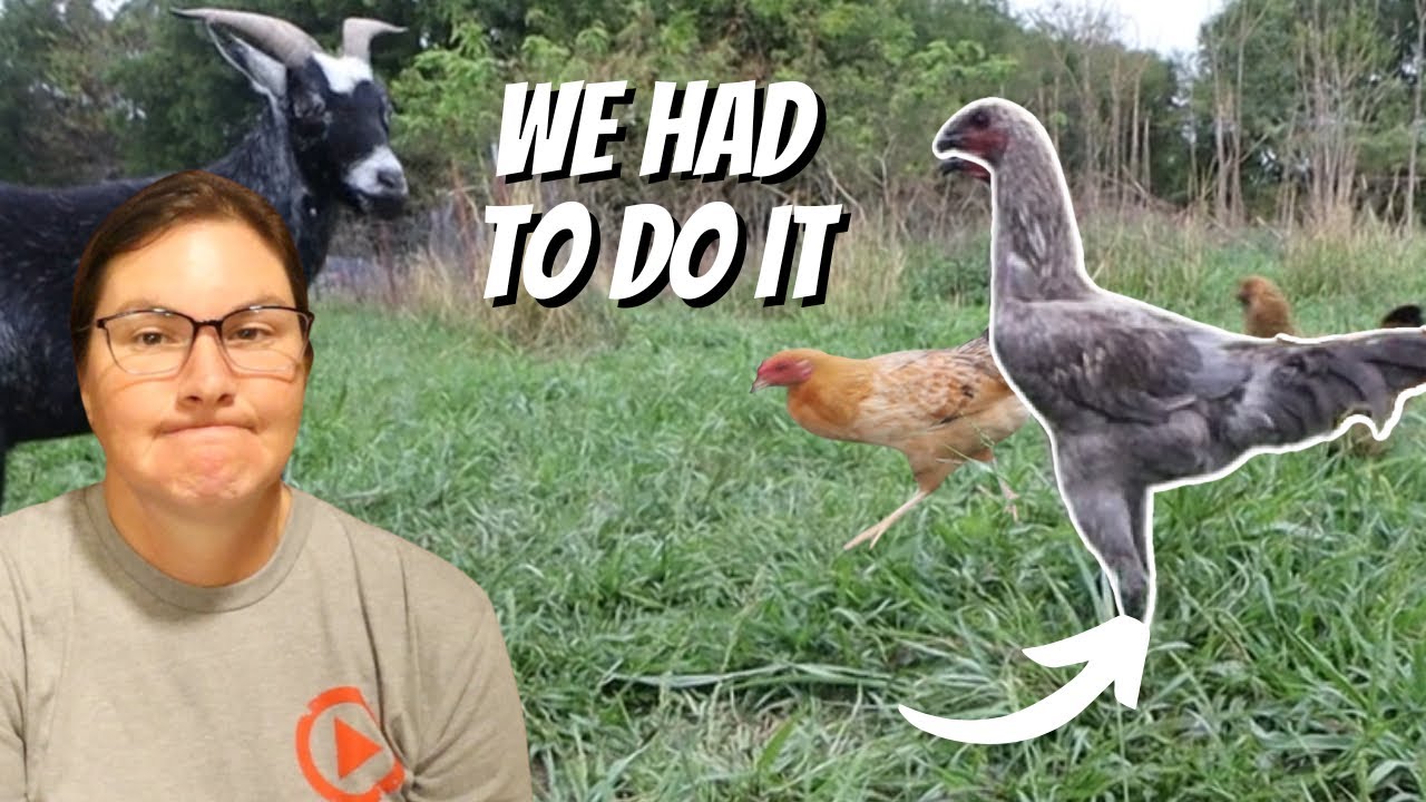 Rare Rooster Got What He Deserved