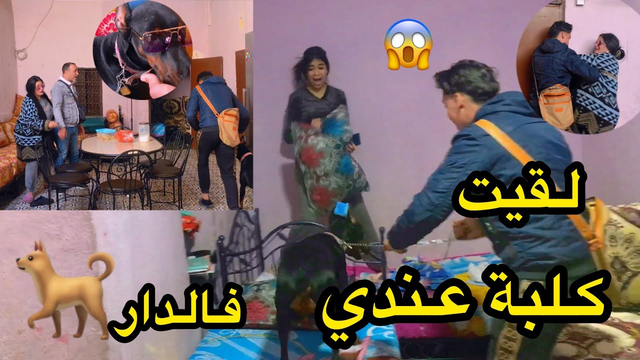 المهدوفي جاب كلبة للدار 🐕🐕خرجها منا كاملين 😱0639313897