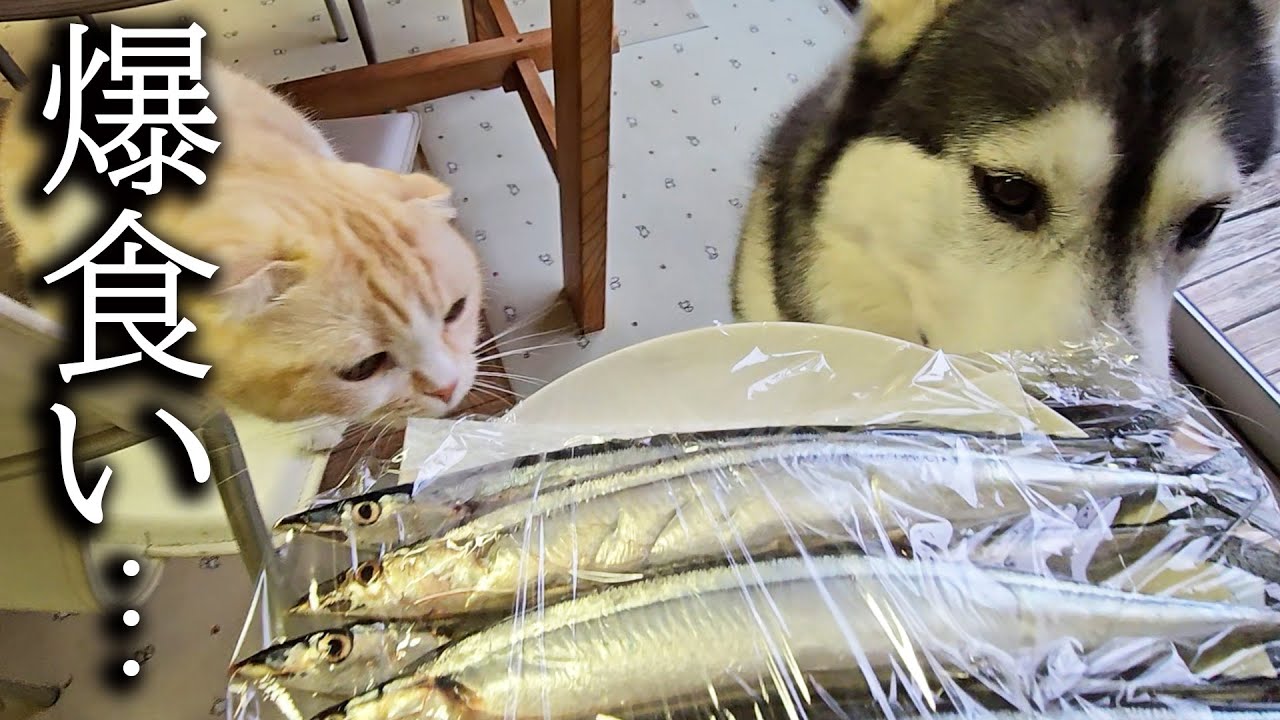 田舎のばぁばから大量のさんまが届き爆食いします...