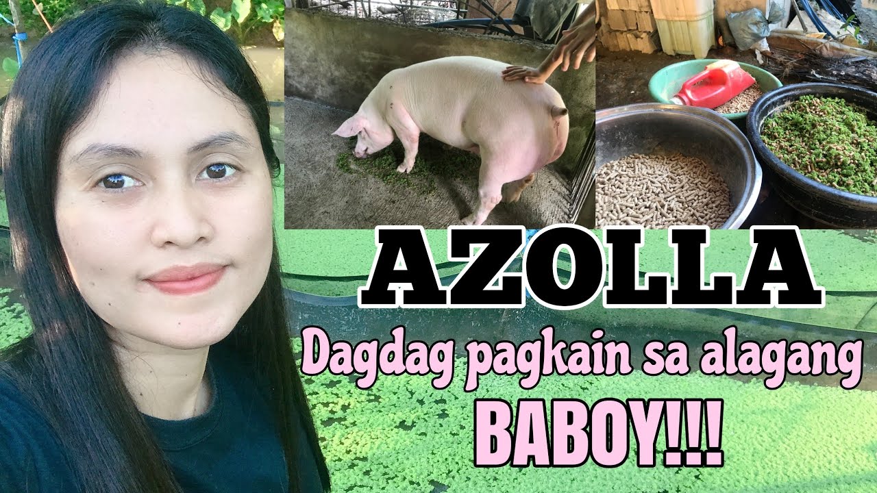 Buhay Probinsya|| Azolla| Dagdag pagkain para sa mga alagang baboy| ARCHER PON