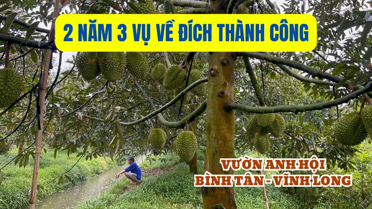 2 NĂM 3 VỤ VỀ ĐÍCH THÀNH CÔNG - VƯỜN ANH HỘI BÌNH TÂN, VĨNH LONG