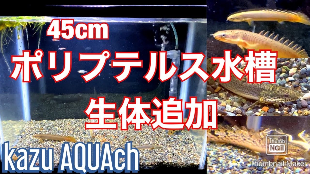 【アクアリウム】ポリプテルス水槽、生体追加！【kazu AQUAch】