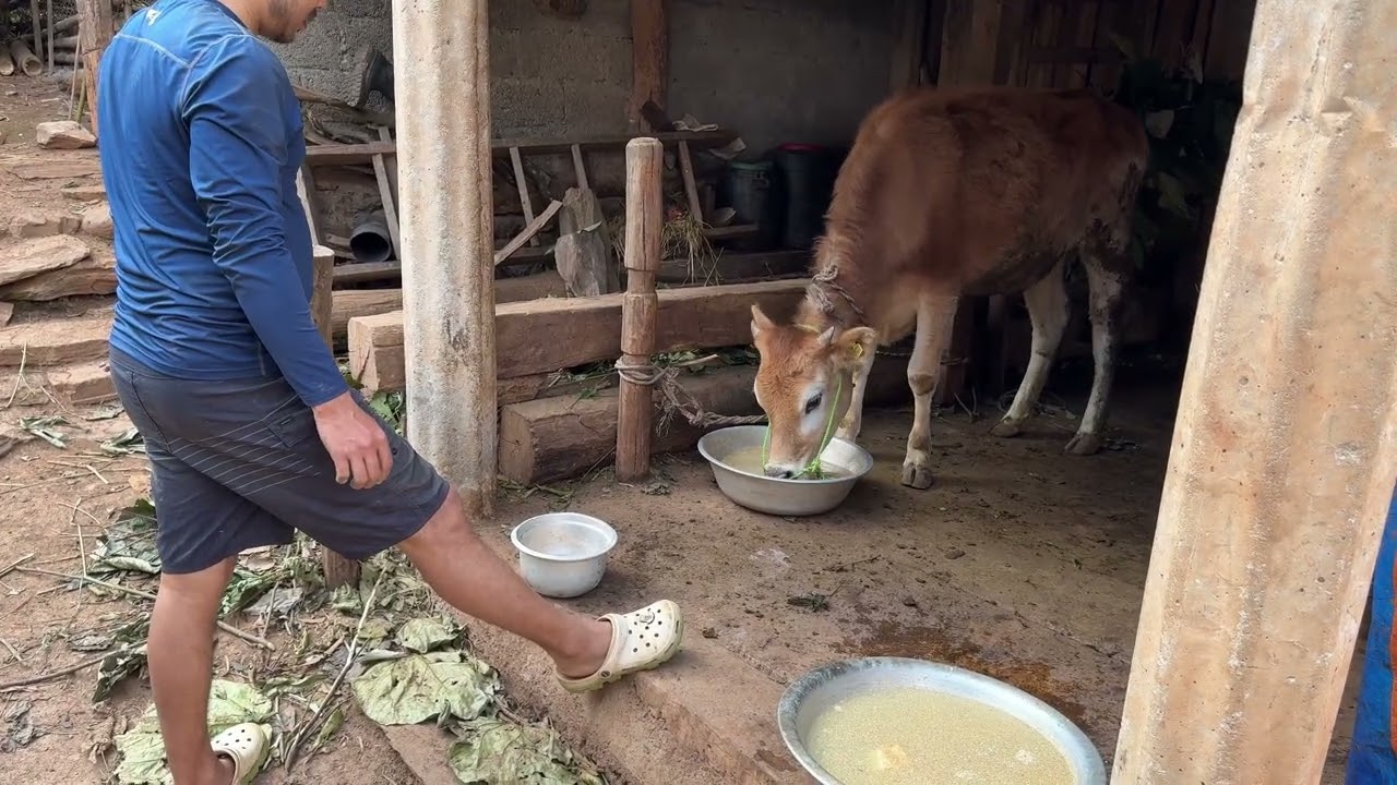Traditional Nepali Village Life 🍃 | Pure & Organic Living ||mrgauli|| vlog 