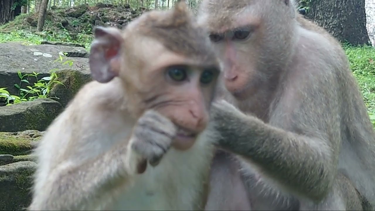 Friendly monkey in double seeking