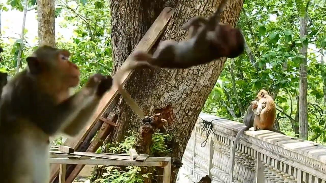 Poor baby monkey stuck head on string nearly pass aways