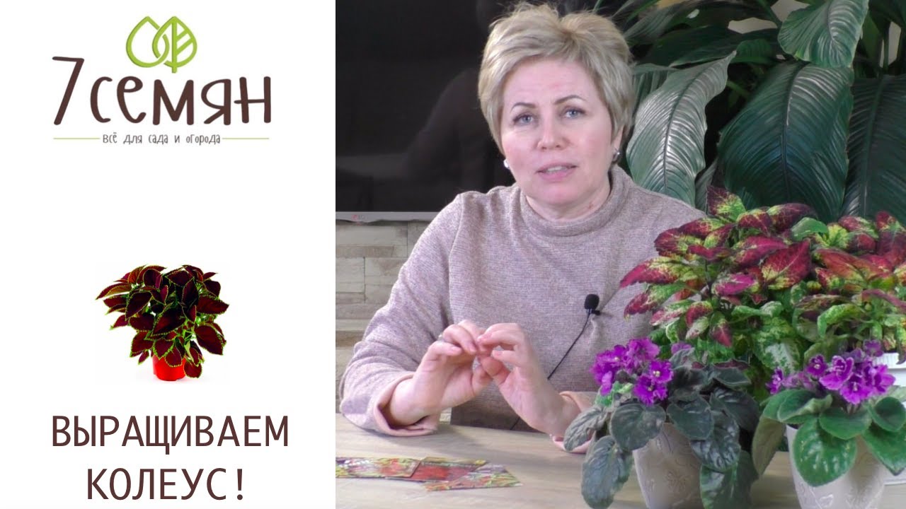 ПРЕКРАСНЫЕ КОЛЕУСЫ!ТОНКОСТИ ВЫРАЩИВАНИЯ!