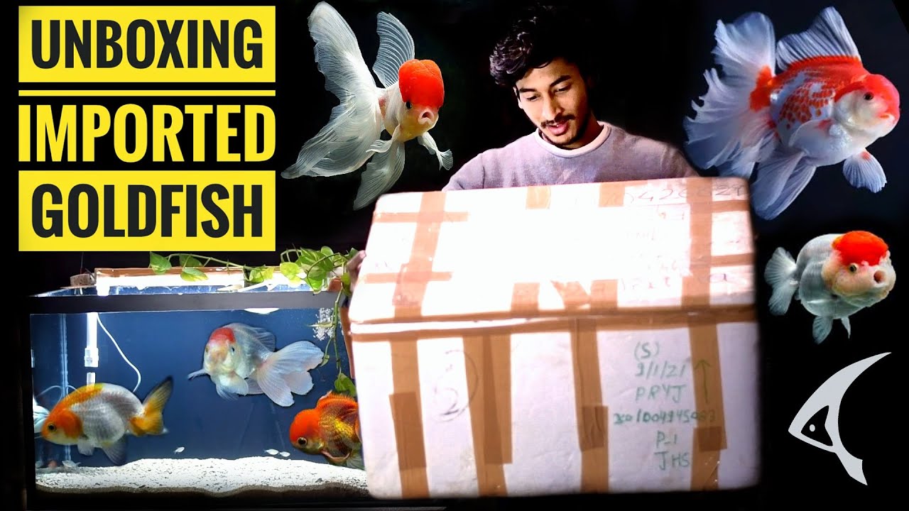 Unboxing Imported Exotic Goldfish 🐠 😁 | Buying Fancy Goldfish online