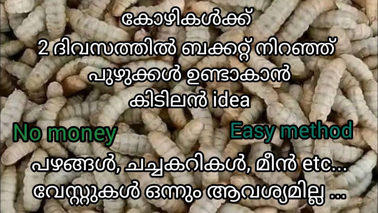 കോഴികൾക്ക് 2 ദിവസത്തിൽ ബക്കറ്റ് നിറയെ പുഴുക്കൾ ഉണ്ടാക്കാൻ കീഴിലൻ idea