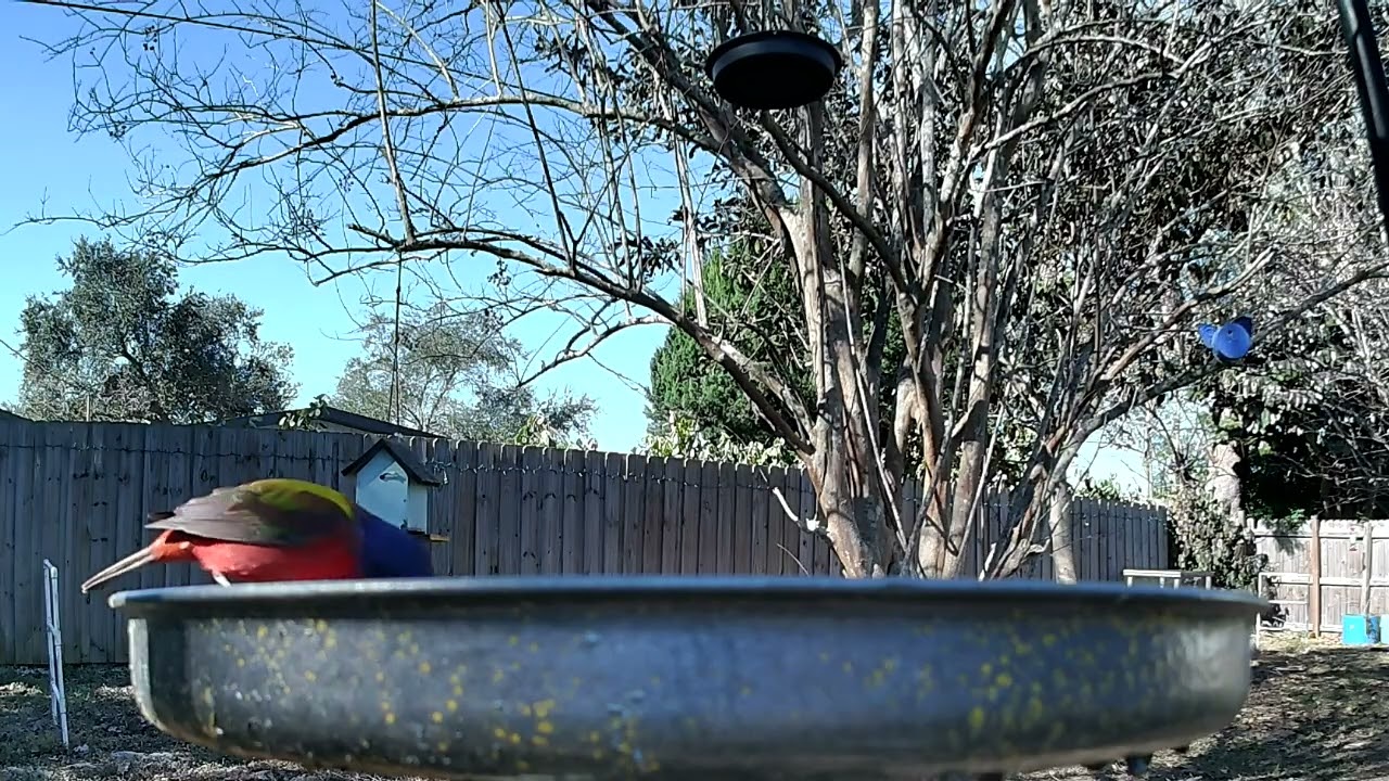 Buntings closer view  2 1 26