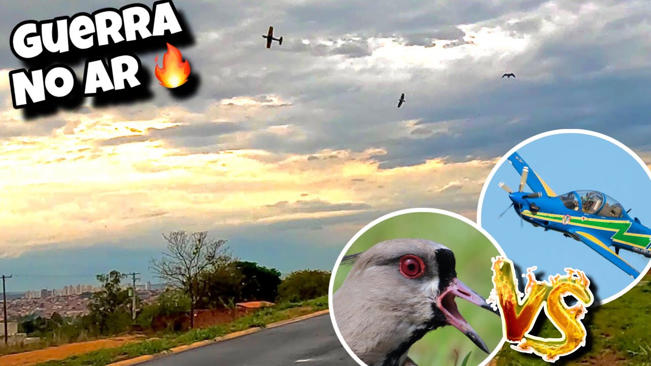 A-29 super tucano ✈️ VS quero-quero 🦆 🫣🤣