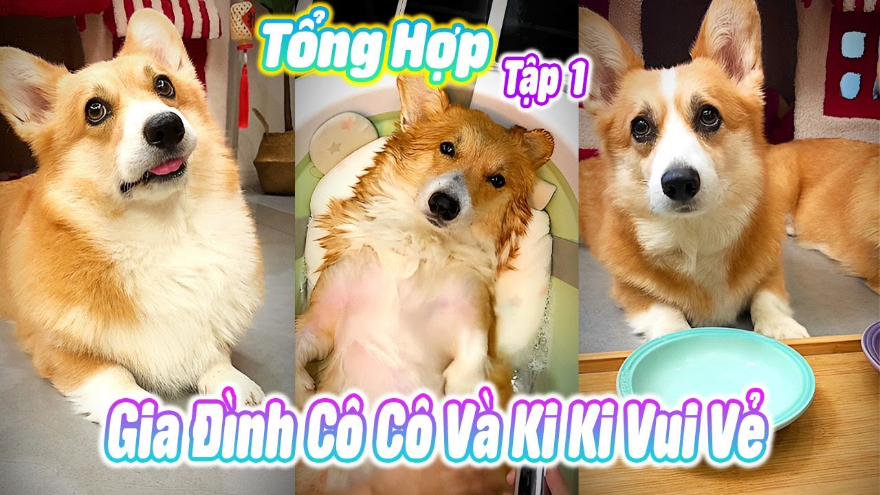 Tổng Hợp Gia Đình Cô Cô Và Ki Ki Vui Vẻ Tập 1 #thúcưng #vậtnuôi #funny #pets #cat #cute