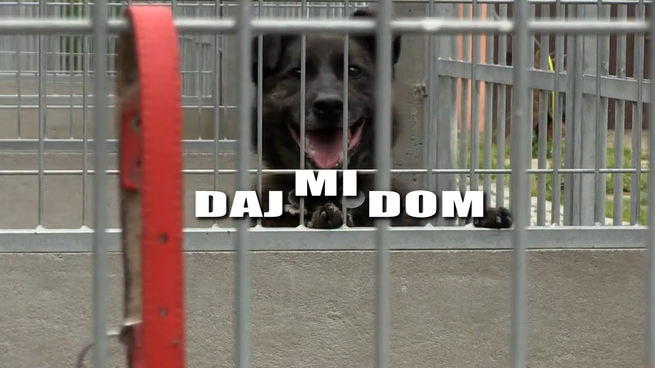 Daj mi dom - Henio, Mamba i Alinka