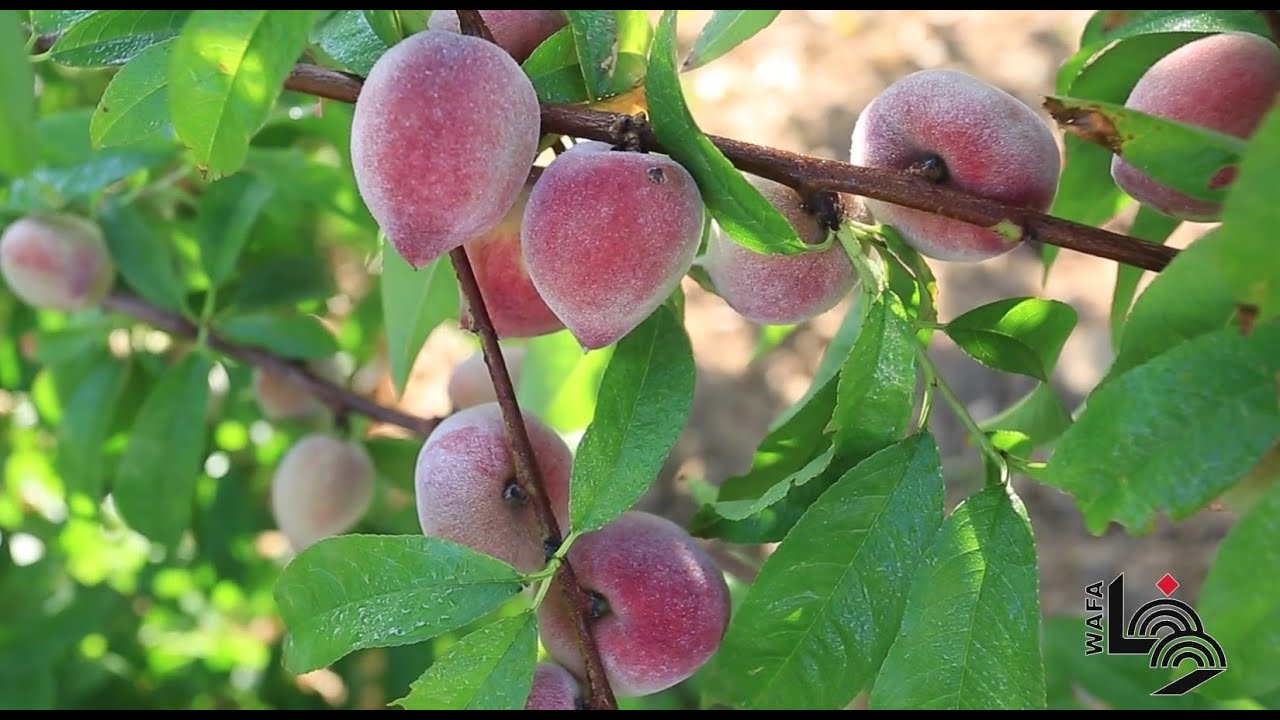 موسم الخوخ في قطاع غزة