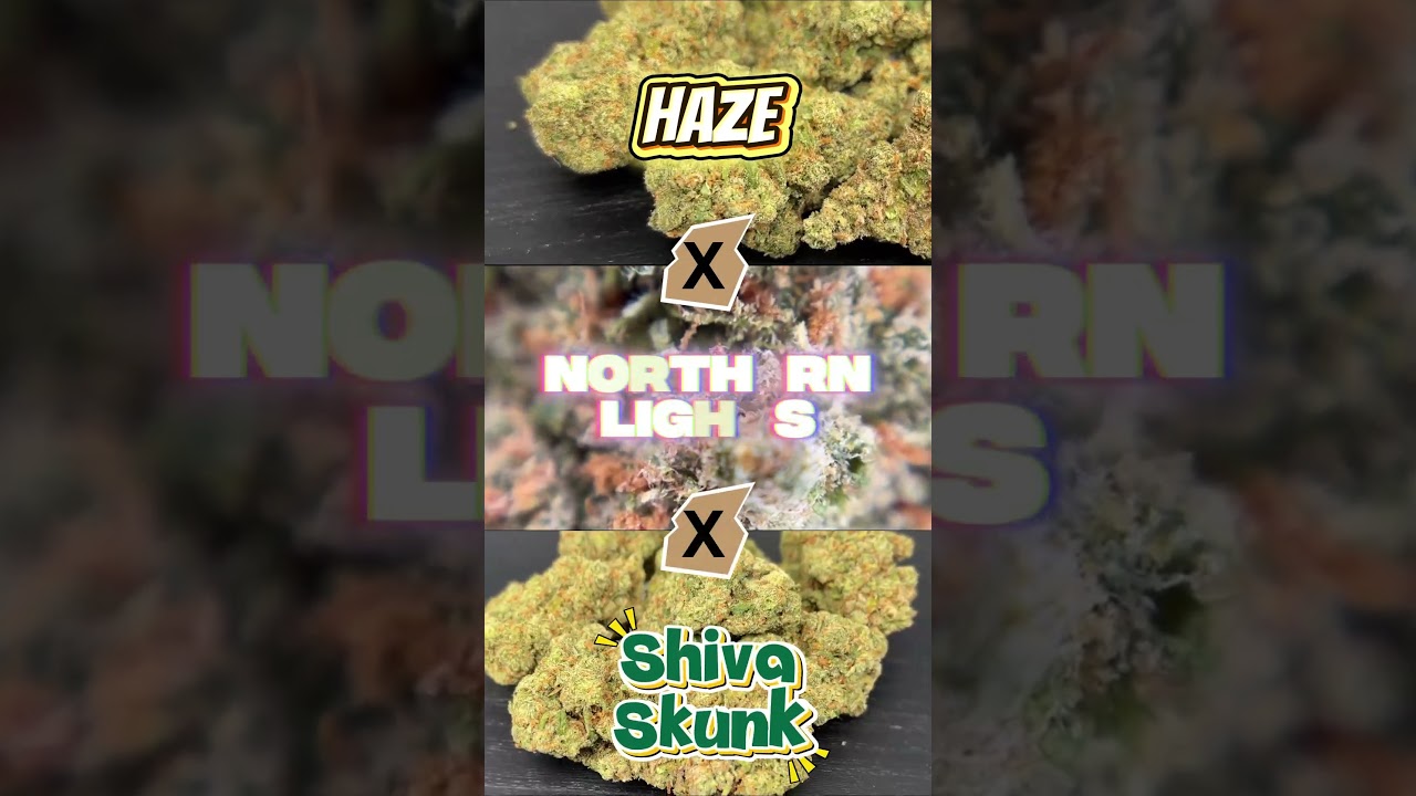Jack Herer: Feel like a Legend