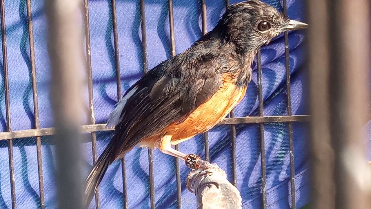 Pegter mutasi bulu baru. Trotolan nias jantan.